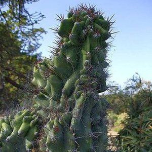 CACTUS ~ 8" X 10" photo